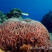 coral_brain_jk_h_0705_png0704.jpg